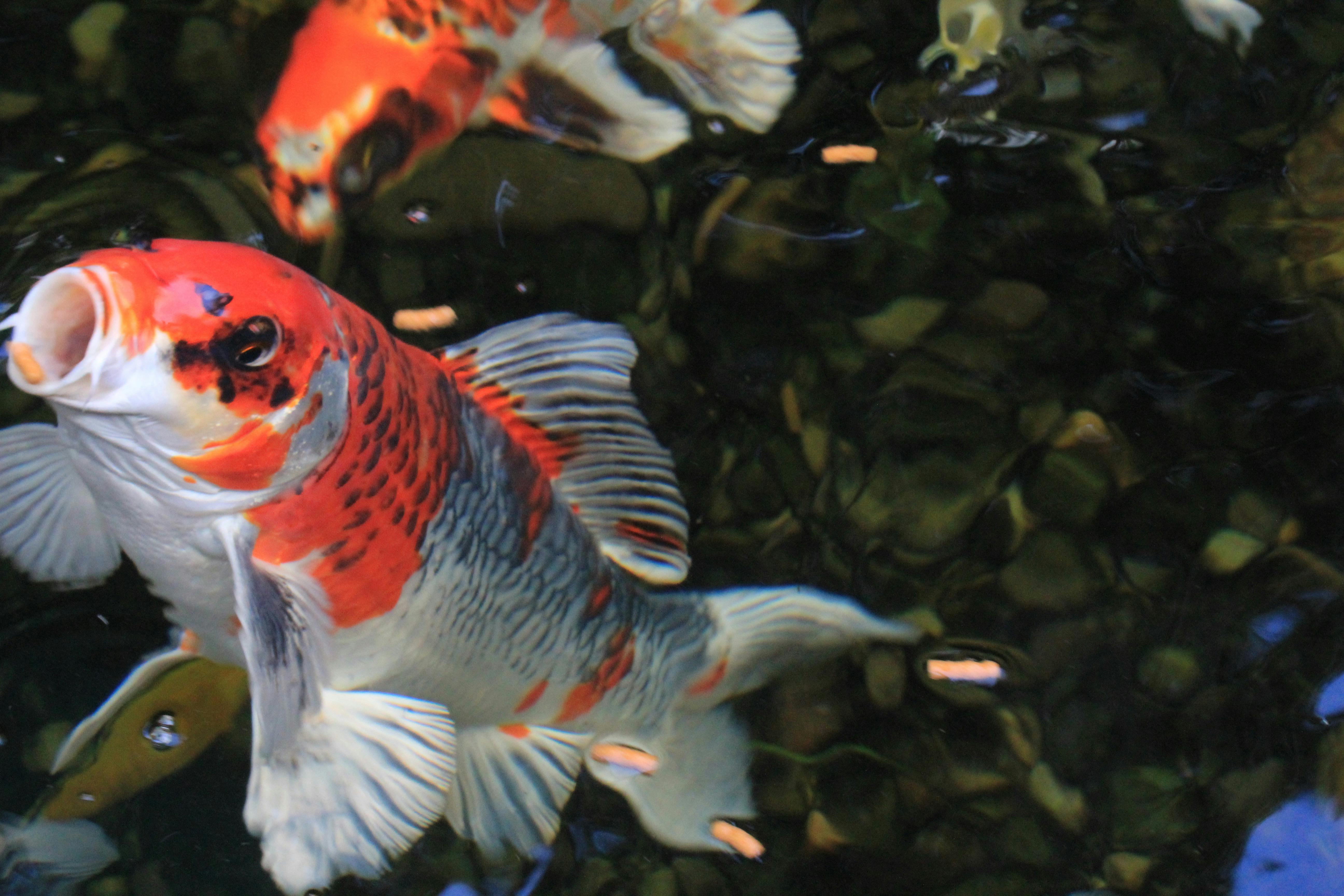 Free Stock Photo Of Fish Koi Koi Fishes   Pexels Photo 224736 