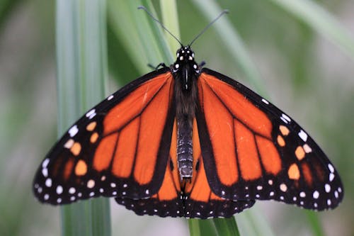 Free stock photo of beautiful, butterfly, insect