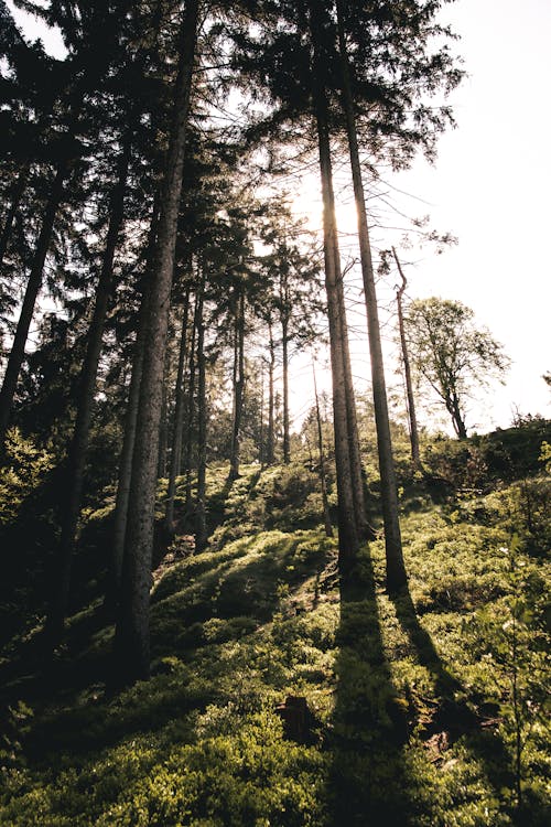 Základová fotografie zdarma na téma borovice, cypřiš, denní světlo