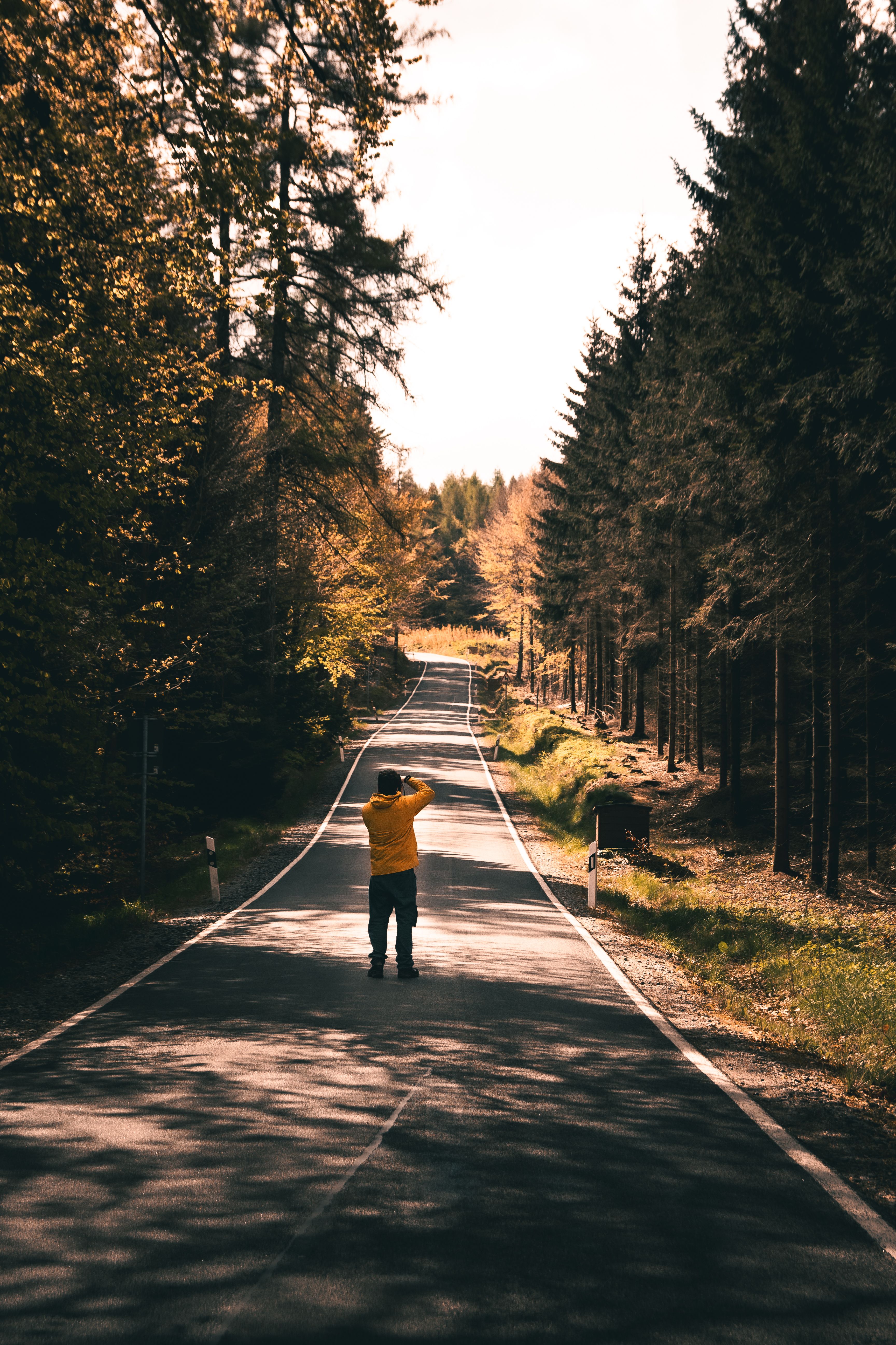 Man on a Path Among Coniferous Trees · Free Stock Photo