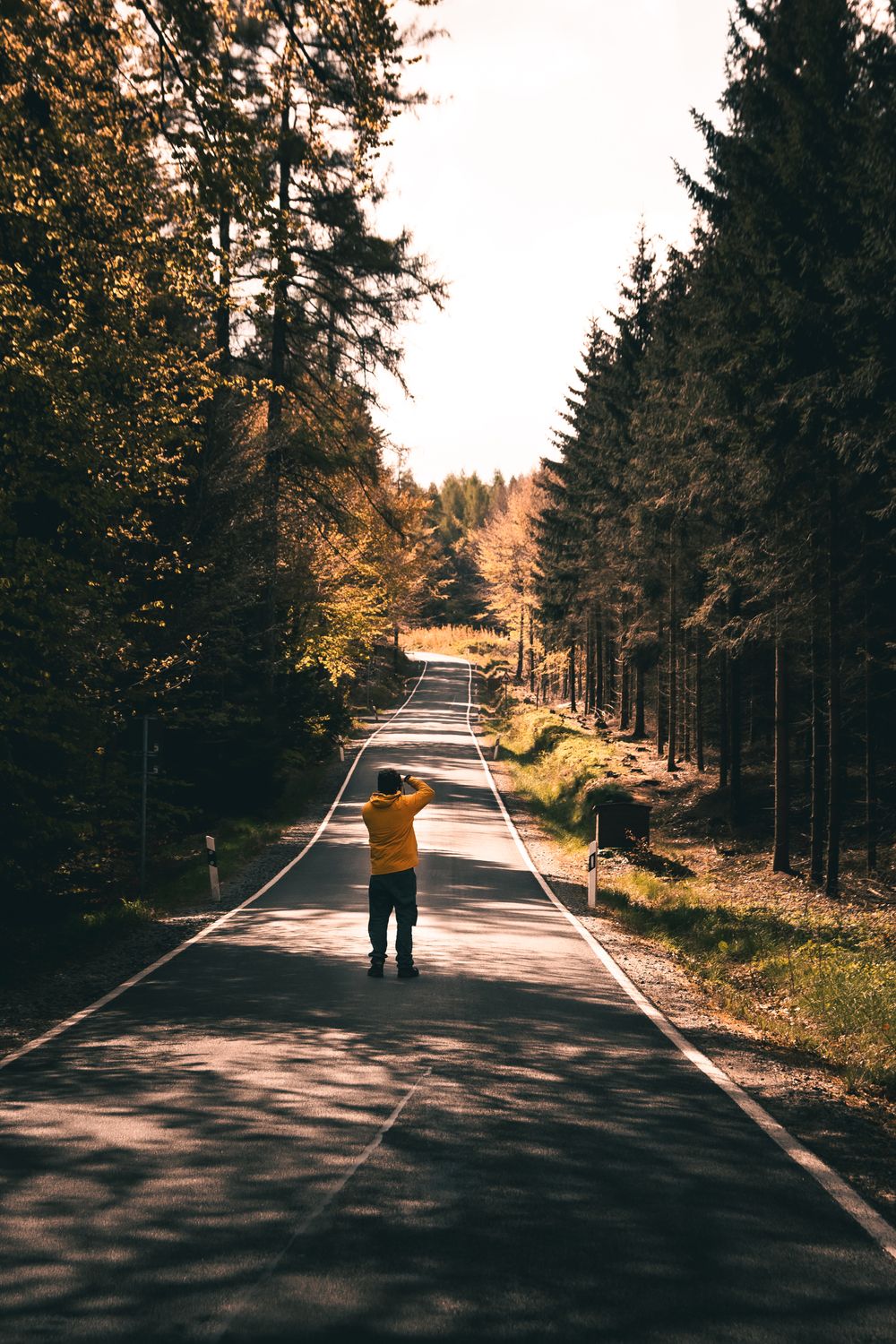 Man on a Path Among Coniferous Trees · Free Stock Photo