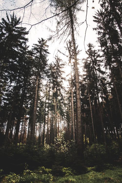 Free Sunlight peeks through tall conifer trees in a serene Zittau forest, Germany. Stock Photo