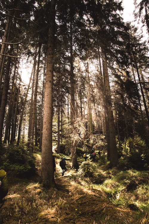 A person riding a bike through a forest
