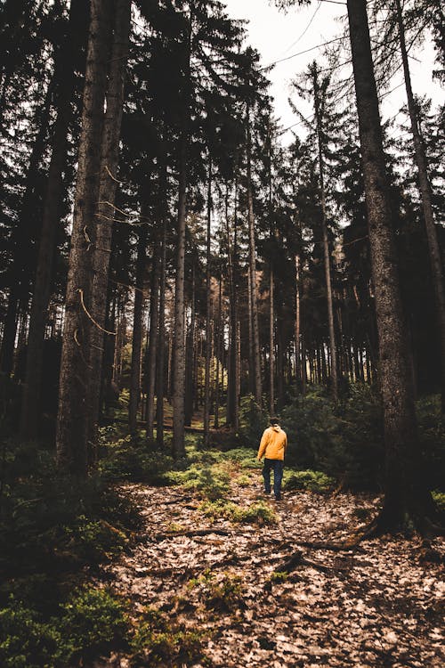 A person walking through a forest in yellow jacket