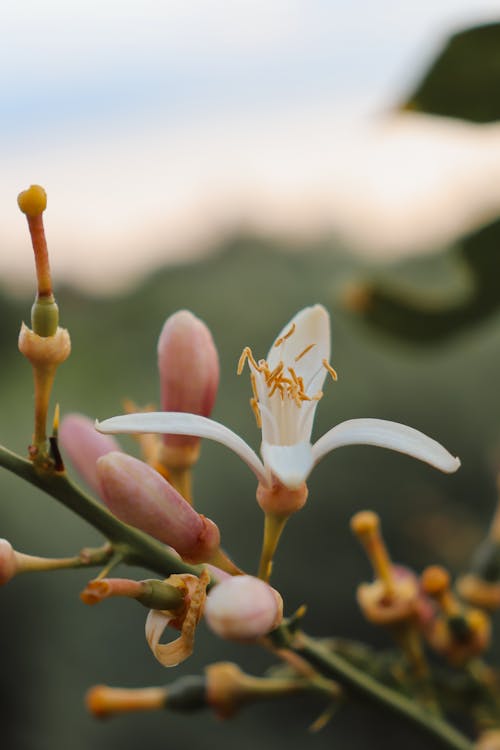 美しい花, 自然の無料の写真素材