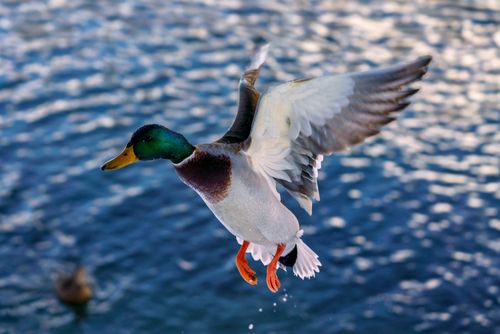 Free A vibrant mallard duck mid-flight over rippling water, showcasing avian grace and wildlife beauty. Stock Photo