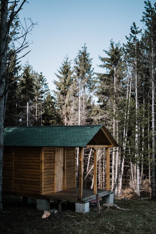 Maisons En Bois Beige Entourées D'arbres