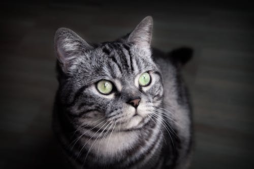 gratis Grijs En Zwart Gecoate Cat Stockfoto