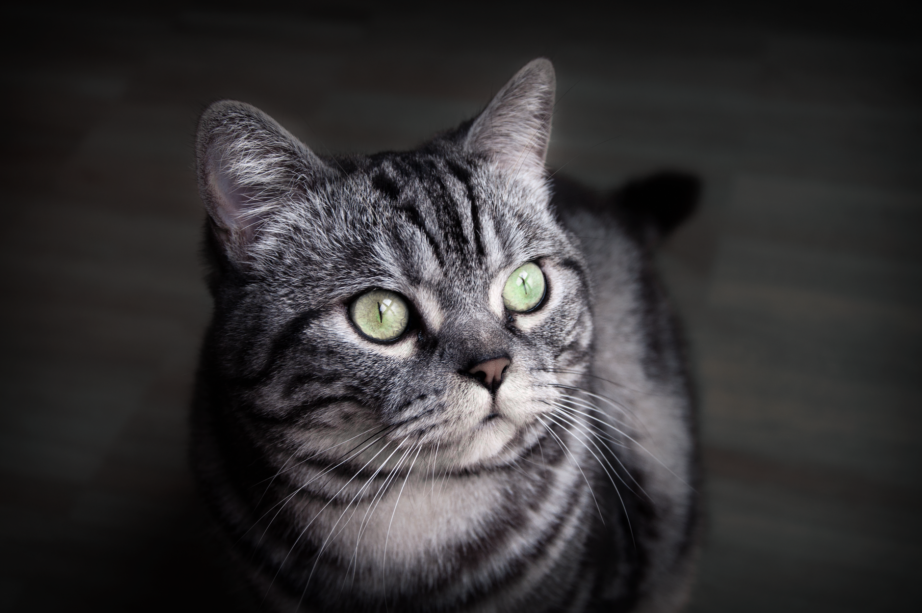 Grau Und Schwarz Beschichtete Katze Kostenloses Stock Foto grau-und-schwarz-beschichtete-katze-kostenloses-stock-foto