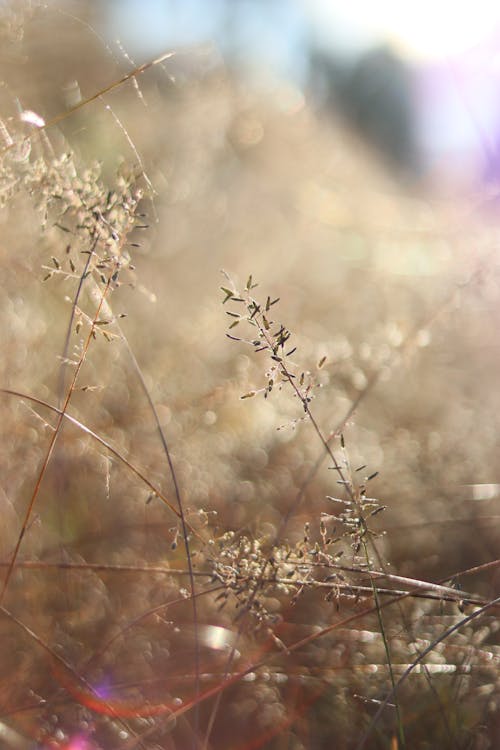 Fotos de stock gratuitas de arte floral, brokeh, fondo de flores