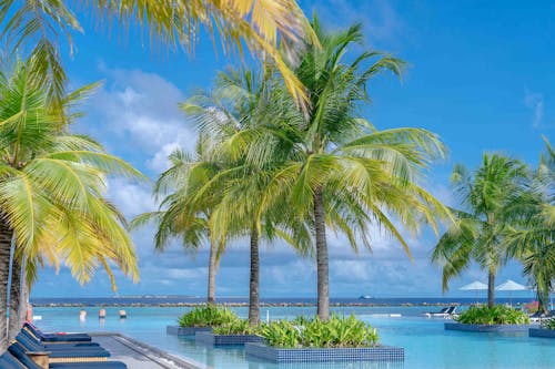 The image is of a Infinite pool with palm trees, set against a blue sky. It was taken in the Maldives Islands and showcases a typical tropical beach scene.