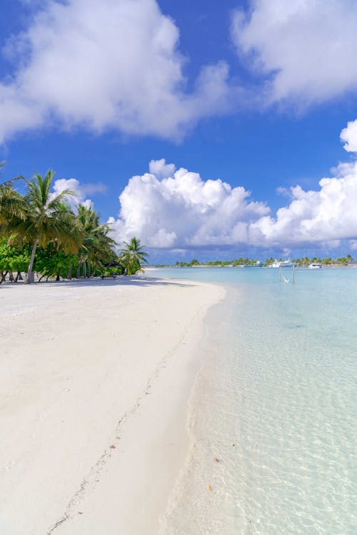 The image is of a White sandy beach with palm trees, set against a blue sky. It was taken in the Maldives Islands and showcases a typical tropical beach scene.