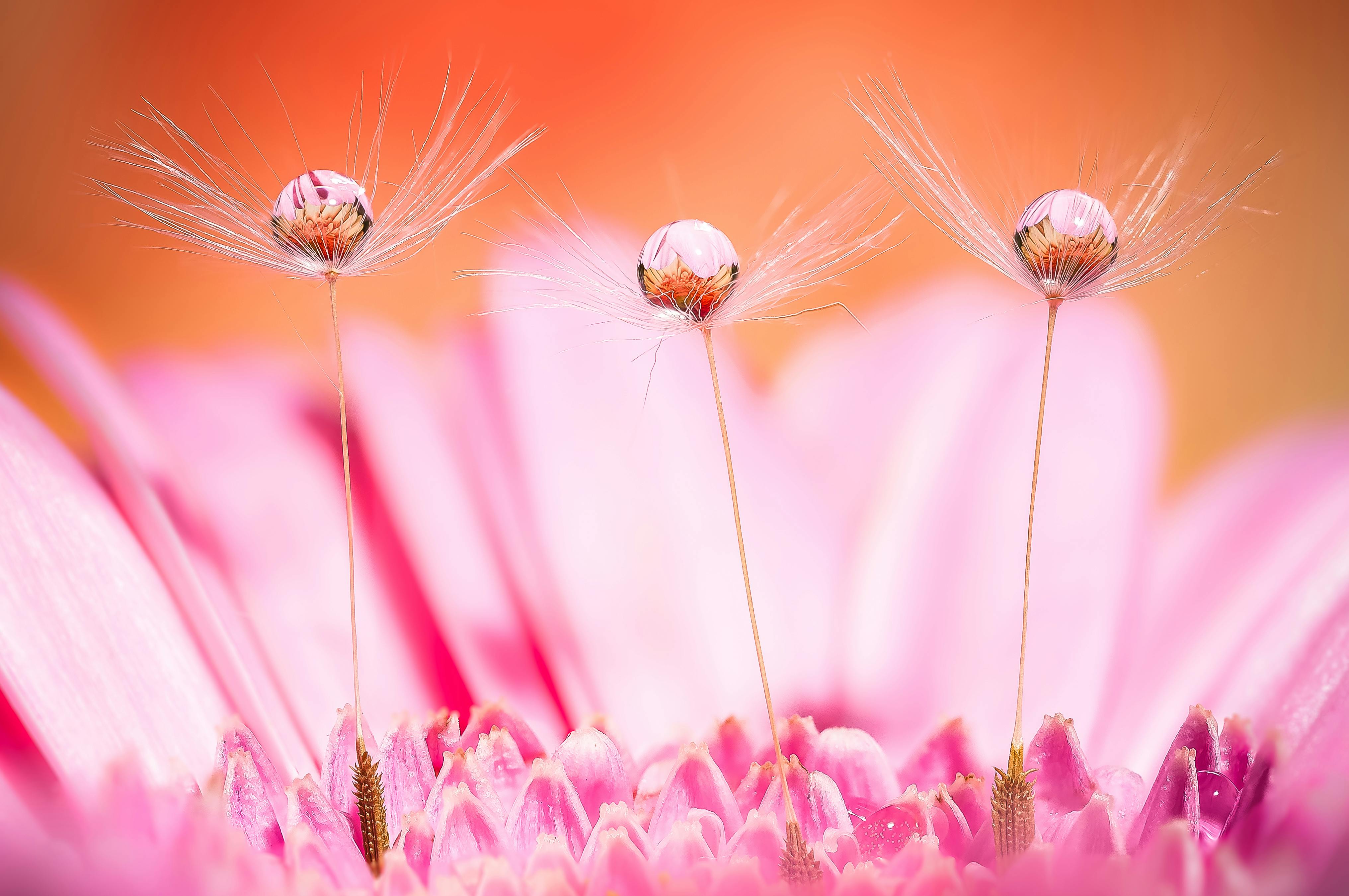 Beautiful macro shot of water droplets on vibrant pink petals in Italy, capturing delicate detail.
