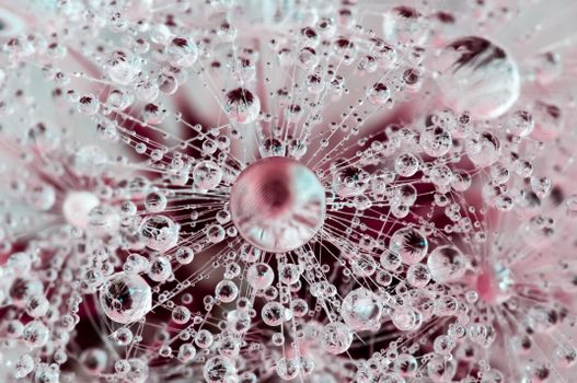 Macro photo of water droplets on a spider web showcasing intricate patterns and reflections.