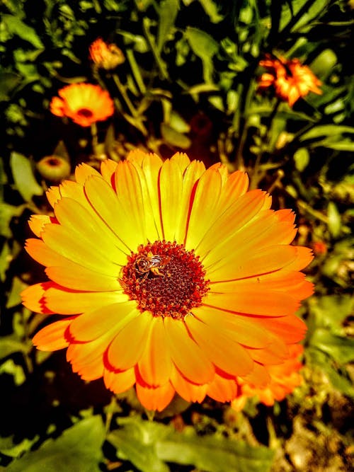Foto stok gratis bunga, bunga matahari, bunga yang indah