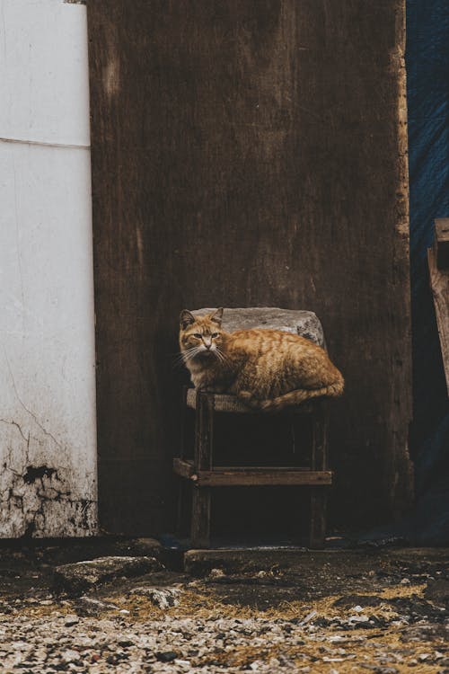 Free Cat Lying Down on Wooden Chair Stock Photo