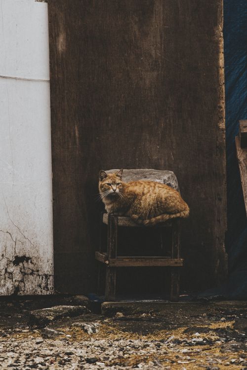 Free A ginger cat lies comfortably on a wooden chair in an urban Istanbul setting. Stock Photo