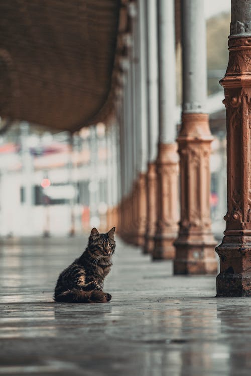 Gratis stockfoto met dierenfotografie, gestreepte kat, huisdier