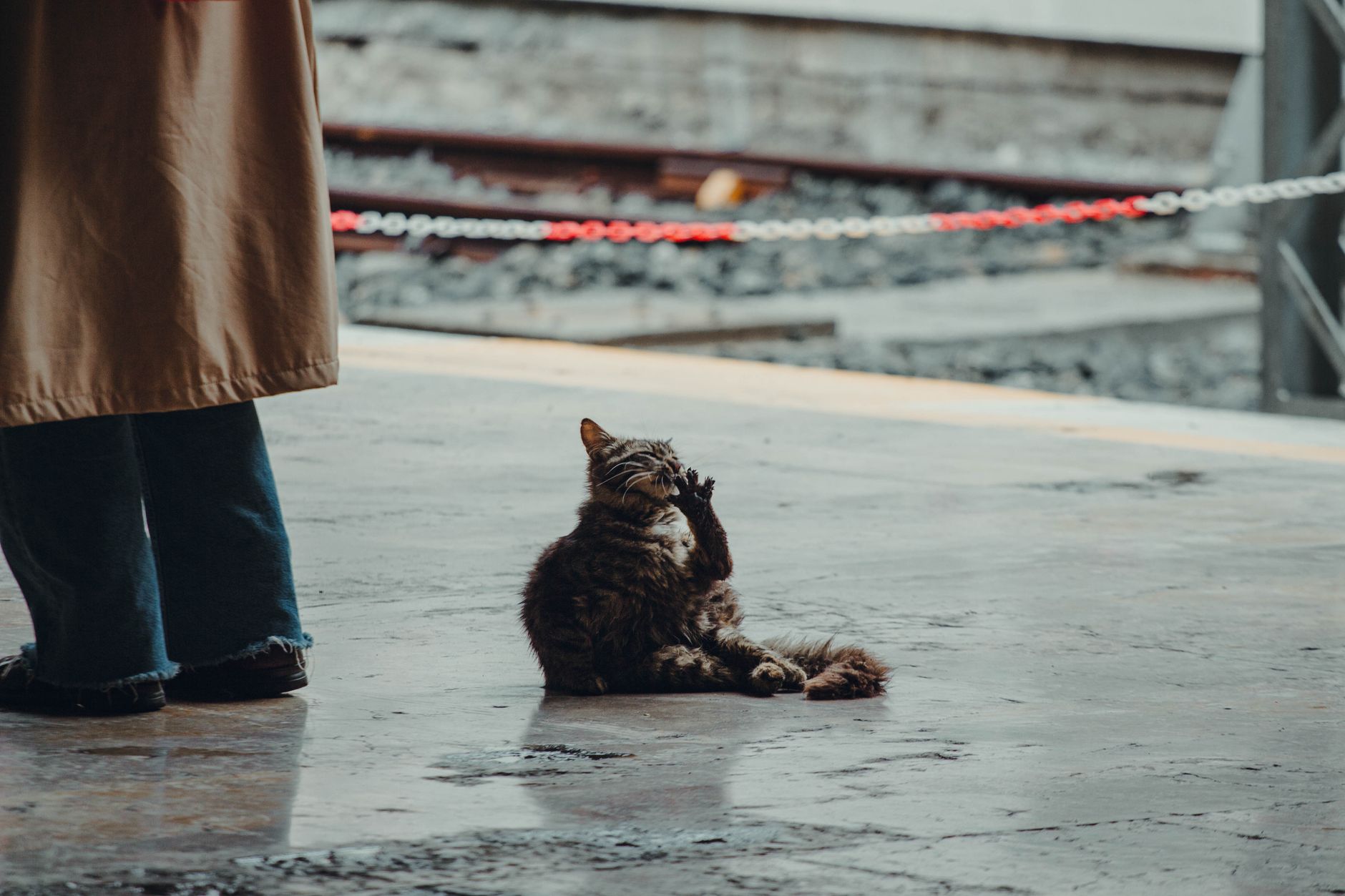 Cats Have Turned The Place Into A Tourist Destination They Welcome You At Railway Station Play With You During Your Stay And Accompany You To Cafes