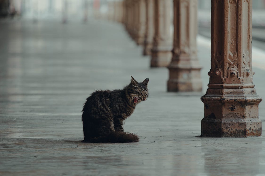 Meet Nala Cat: The Instagram Star With A Ton Of Fo - Tymoff Meet Nala Cat: The Instagram Star With A Ton Of Fo - Tymoff