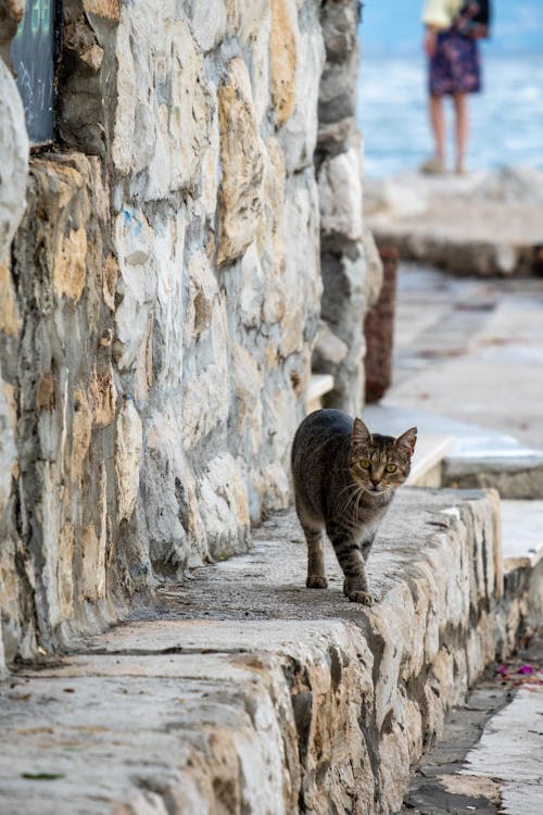 A cat walking down a stone wall near the ocean