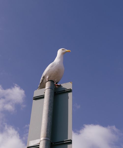 Free A seagull standing atop a metal pole under a clear blue sky, showcasing wildlife. Stock Photo