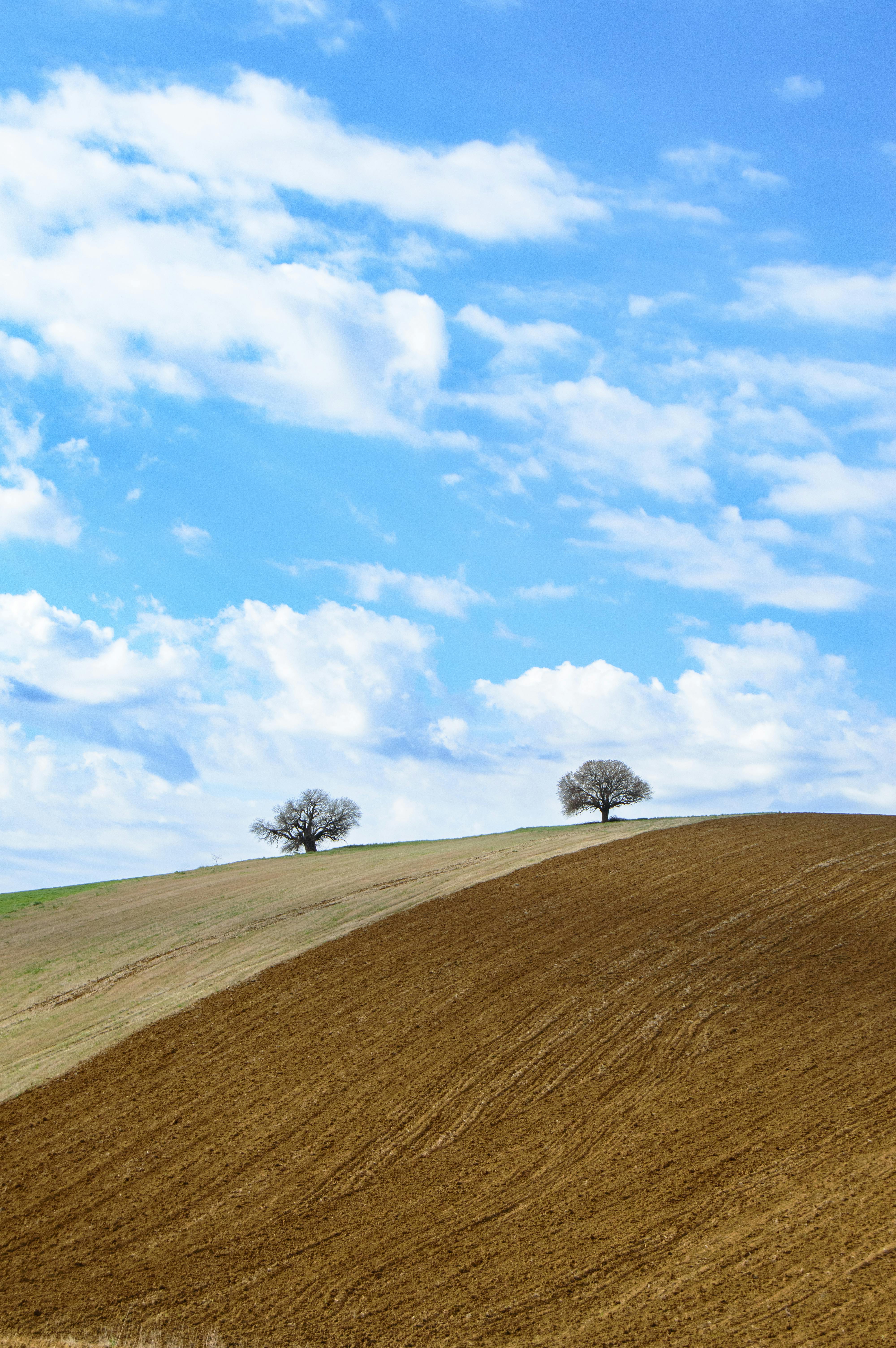 Gently sloping farmland with two solitary trees against a vibrant blue sky and scattered clouds.