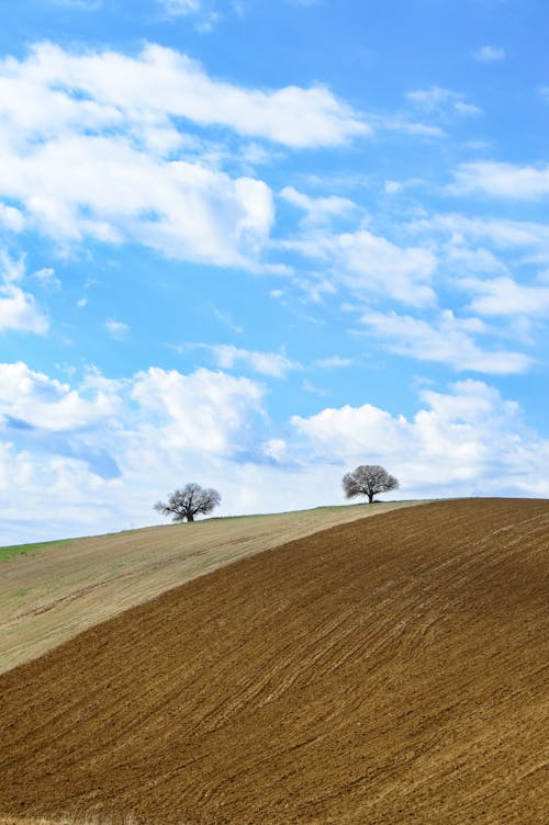 Darmowe zdjęcie z galerii z błękitne niebo, brązowy, drzewa