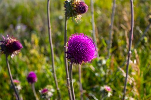 Free Close-up of a vibrant purple milk thistle in a sunlit meadow, showcasing nature's beauty. Stock Photo