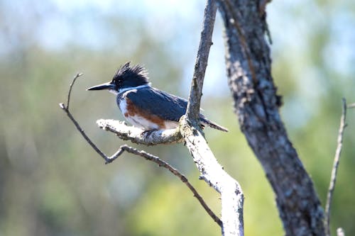 Belted Kingfisher.