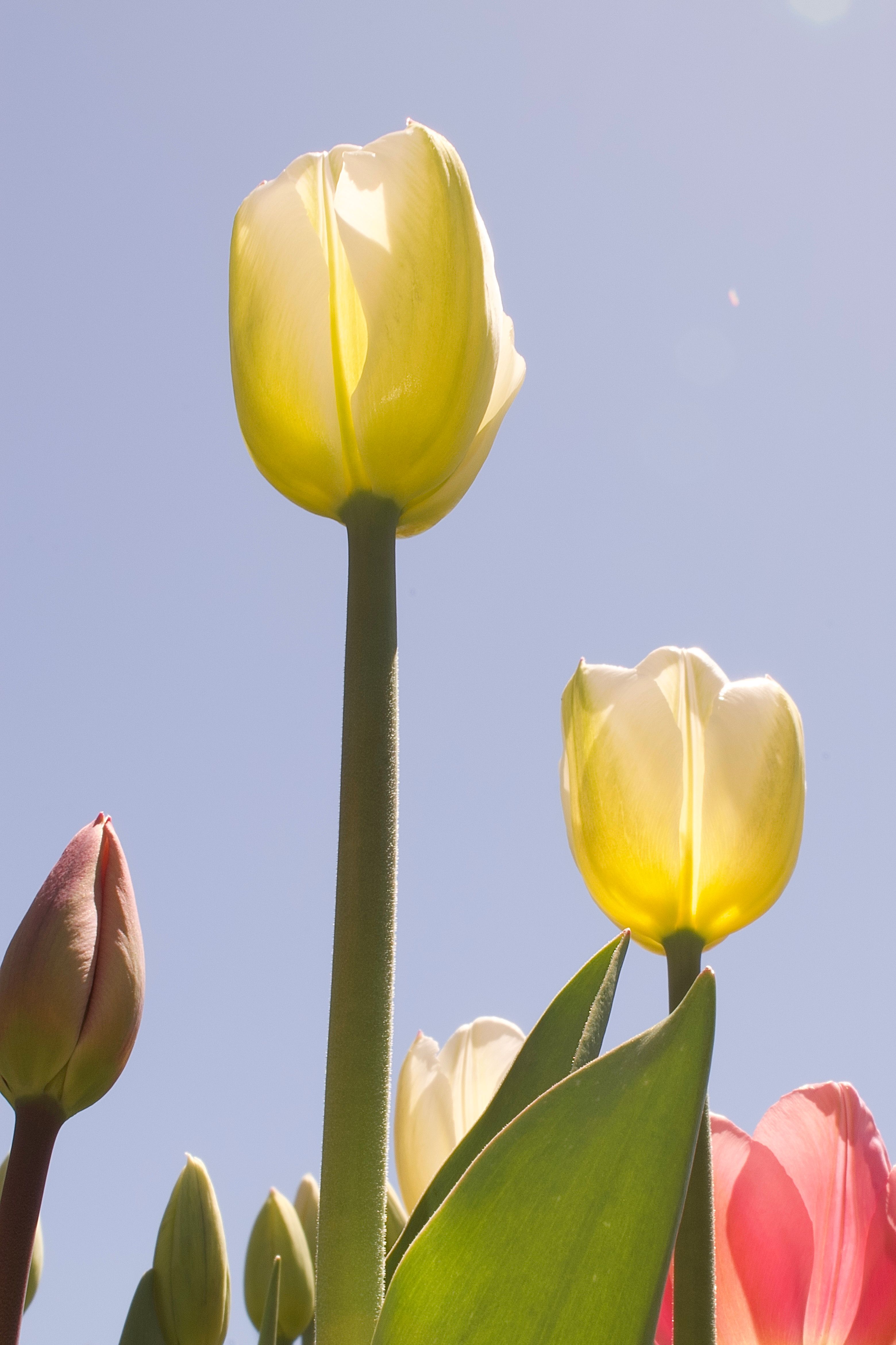 Vibrant Pink Tulips Against a Clear Blue Sky · Free Stock Photo