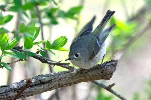 Female Ruby-crowned kinglet.