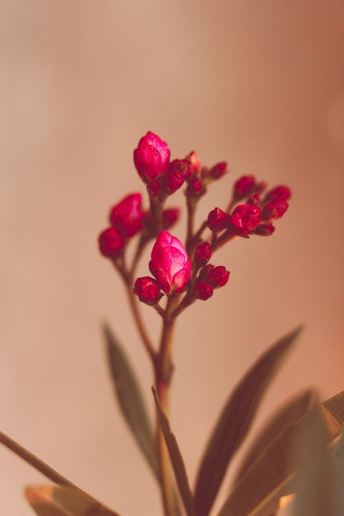 Free Pink Flowers Close-up Photo Stock Photo