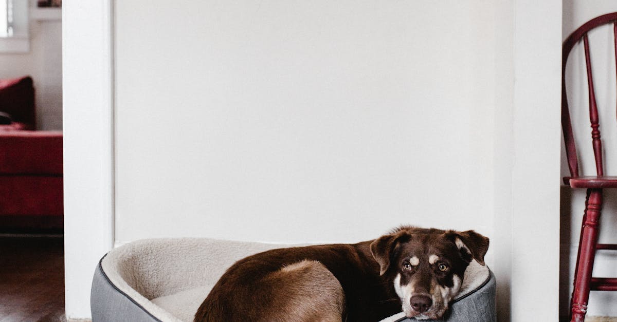 Why do dogs lie on their back when sleeping