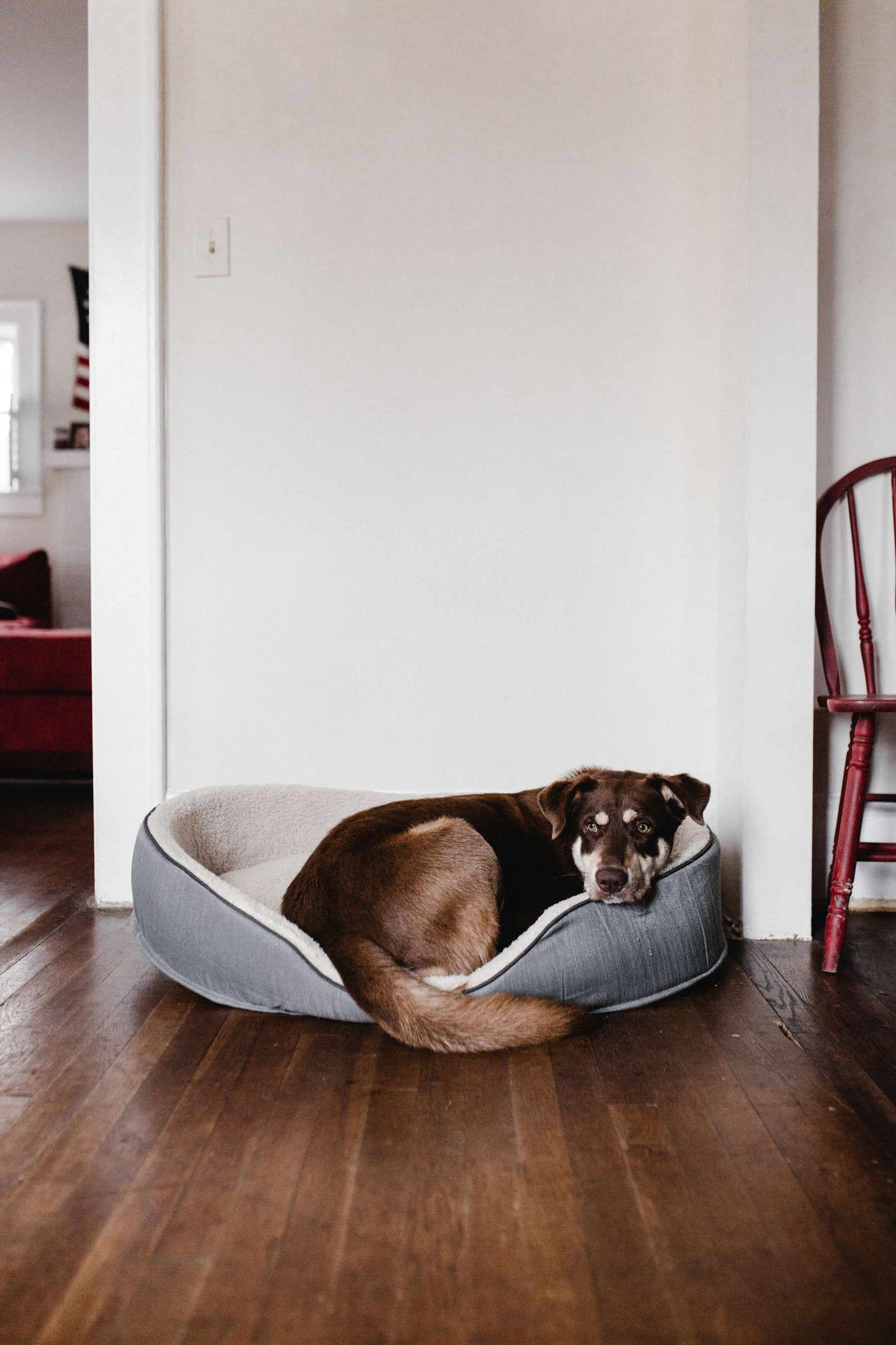 Dog resting comfortably in a pet bed at home