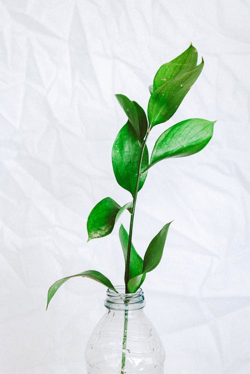 Крупным планом фото зеленых листьев растения в пластиковой бутылке