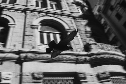 A black and white photo of a bird flying over a building