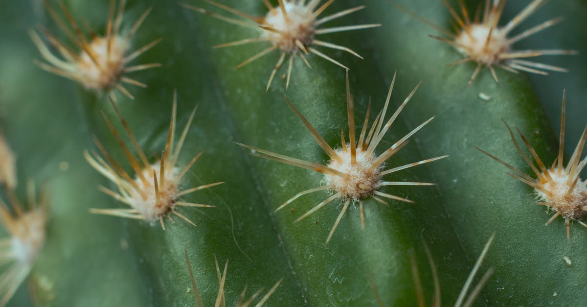 How to grow cactus plant