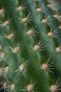 宏观镜头下的绿色仙人掌，展现了自然界中锋利的尖刺与复杂的细节
