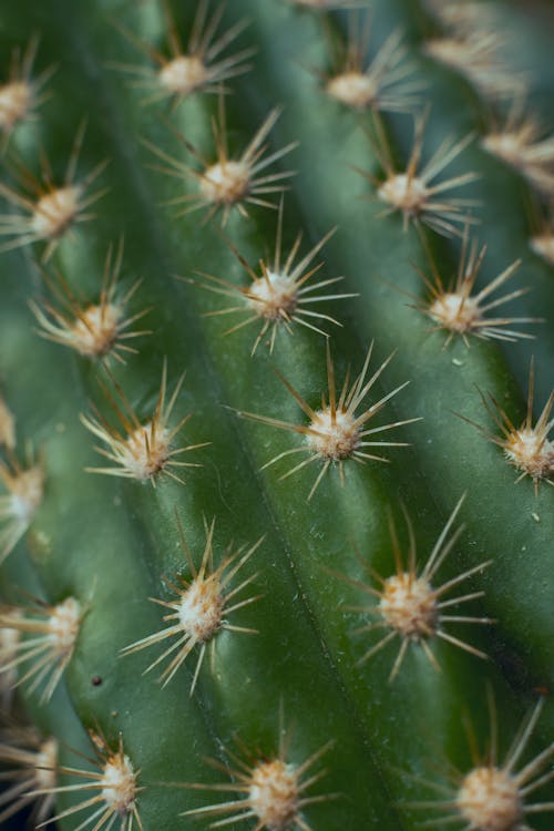Spikes Of A Cactus