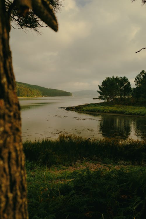 Calm Lake in Forest