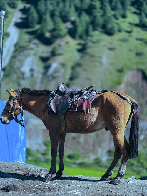 Kostenloses Stock Foto zu berge blick, berggebiet, braunes pferd