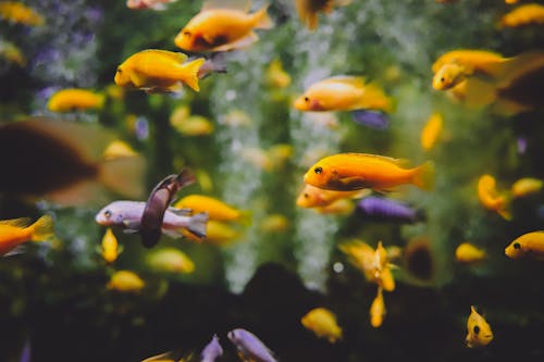 Photographie De Mise Au Point Peu Profonde De L'école De Poisson