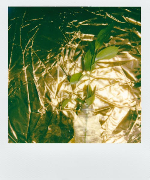 grátis Folhas Em Uma Superfície Dourada Foto profissional