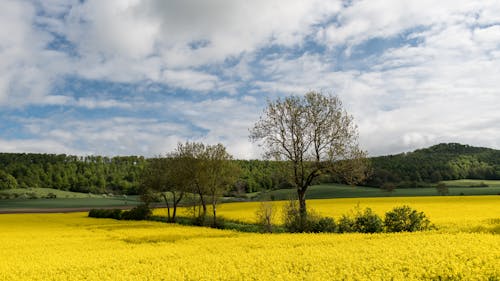 Foto stok gratis agrikultura, alam, awan bengkak