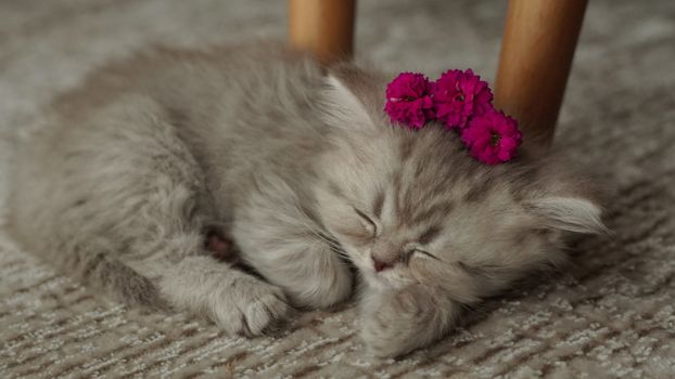 Cute fluffy kitten peacefully sleeping with pink flowers on soft carpet.
