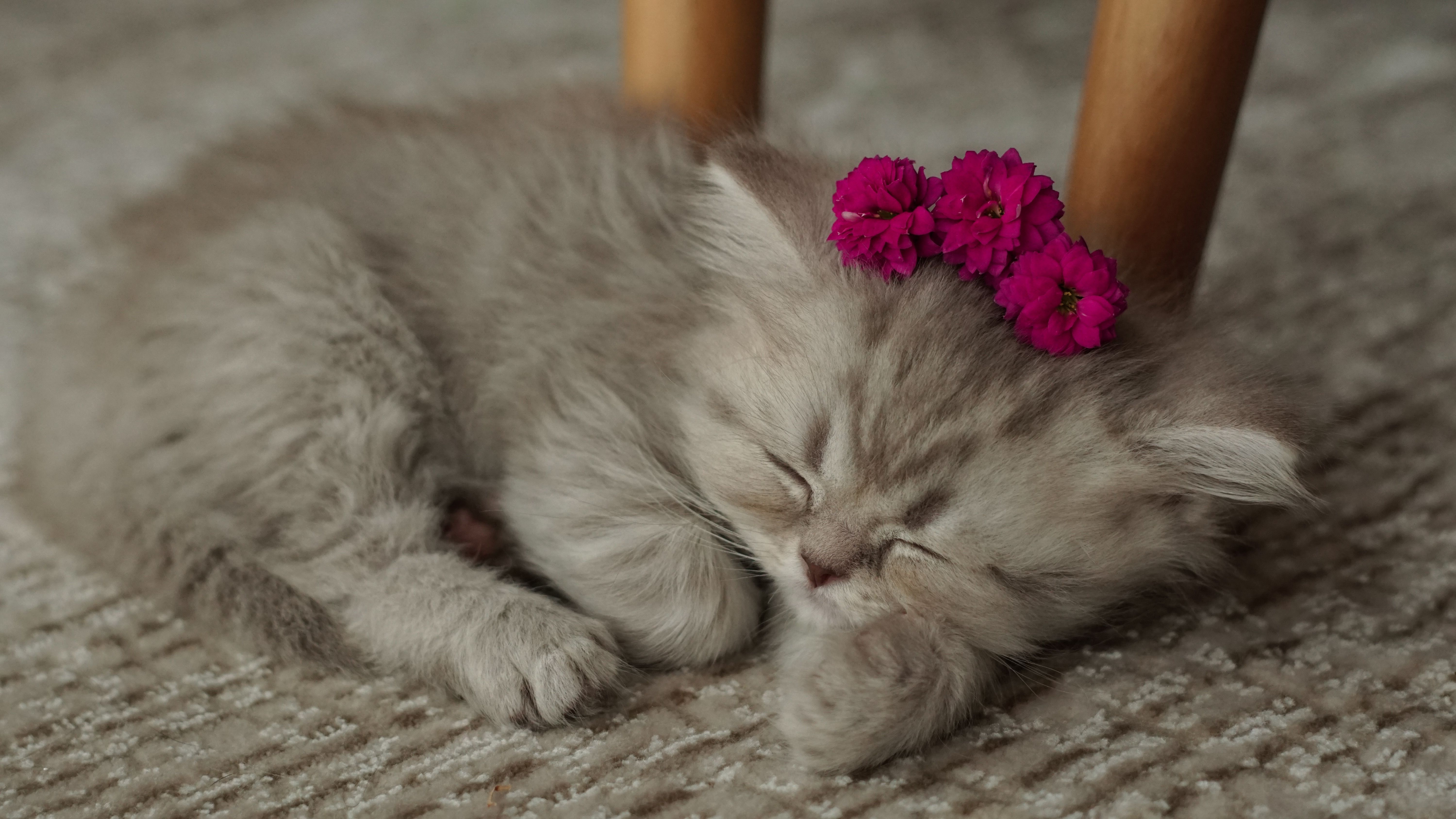 Cat Sleeping with Flowers On his Head · Free Stock Photo