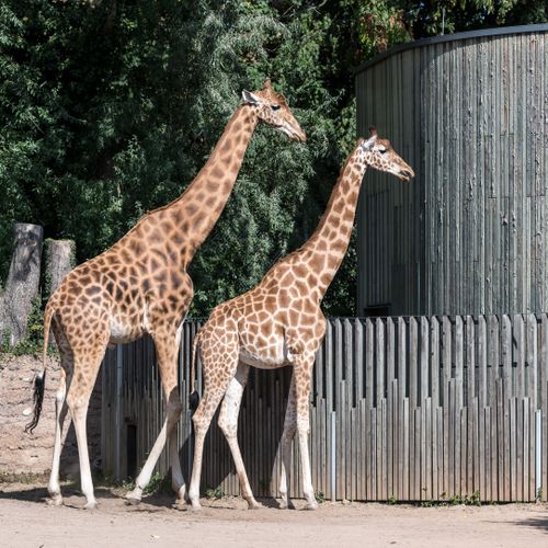 Free Two giraffes in a sunny enclosure at Dresden Zoo, showcasing natural beauty. Stock Photo
