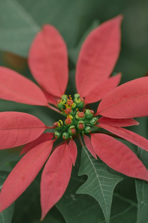 A red poinsettia flower with green leaves