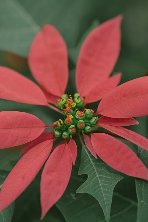 Δωρεάν στοκ φωτογραφιών με poinsettia, ανάπτυξη, ανθίζω